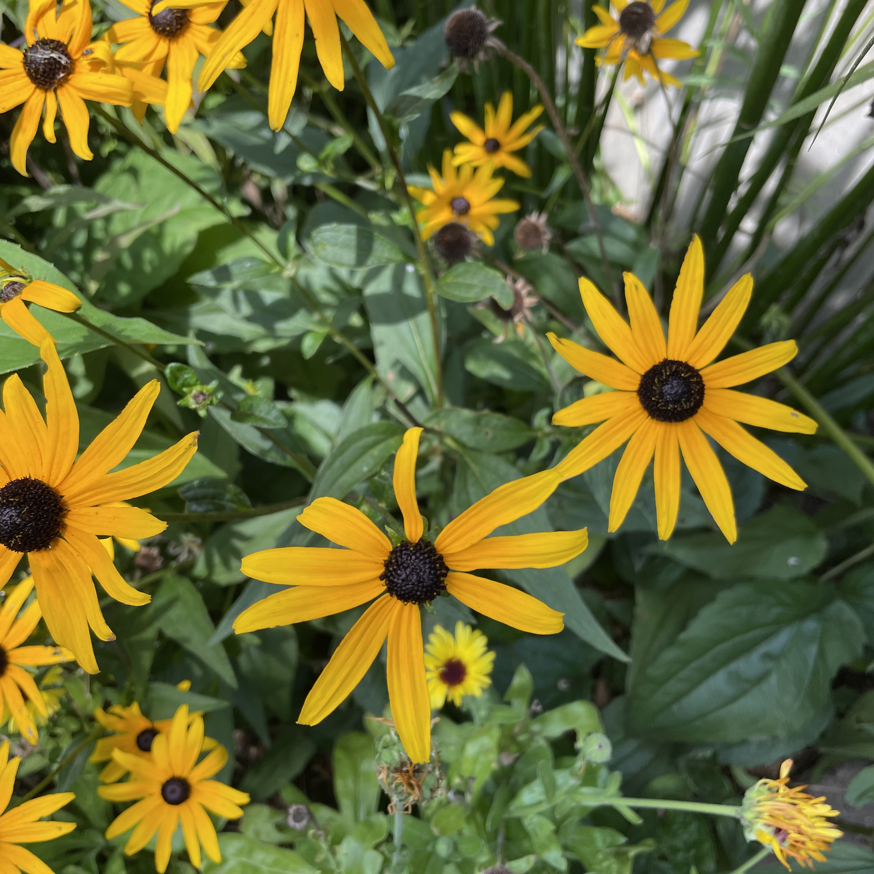 View of the plants in the museum's rain garden